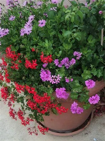 Sljuka * ピロヴァッツ